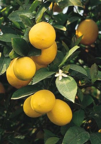 Gardening: How to grow a lemon tree | Community ...