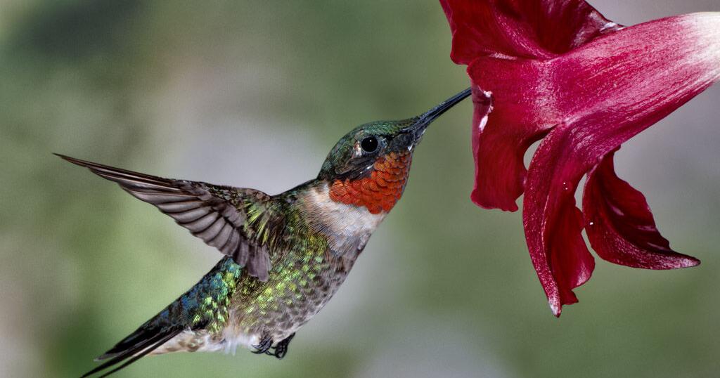 GARDEN COLUMN: Here come the hummers! (copy)