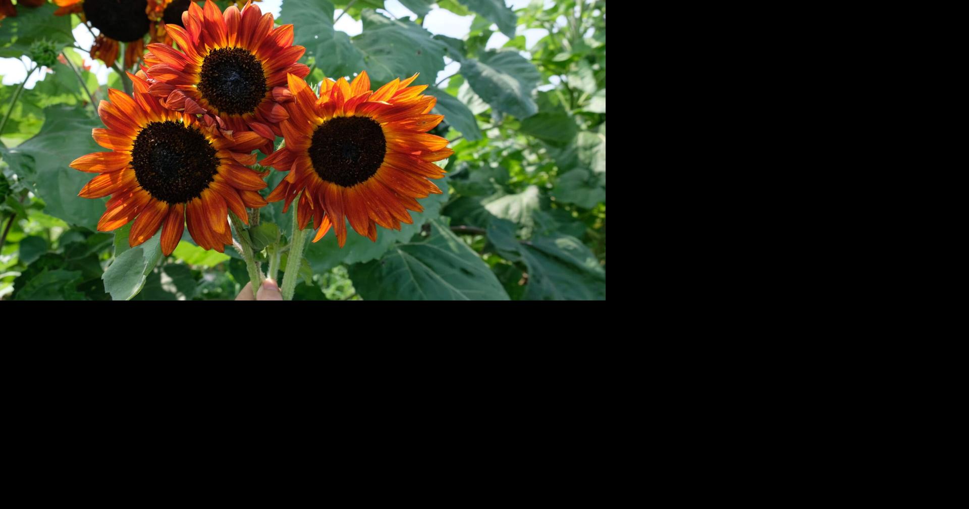 Garden column: Examining the beautiful sunflower | Community