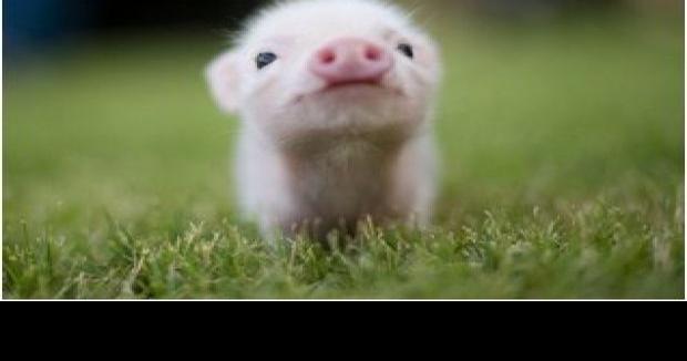 Bringing home &lsquo;Babe&rsquo;: What you should know before getting a pet 