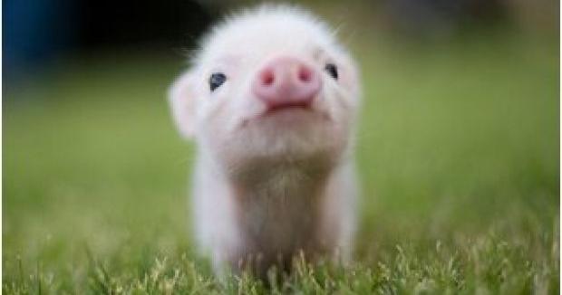 Bringing home ‘Babe’: What you should know before getting a pet