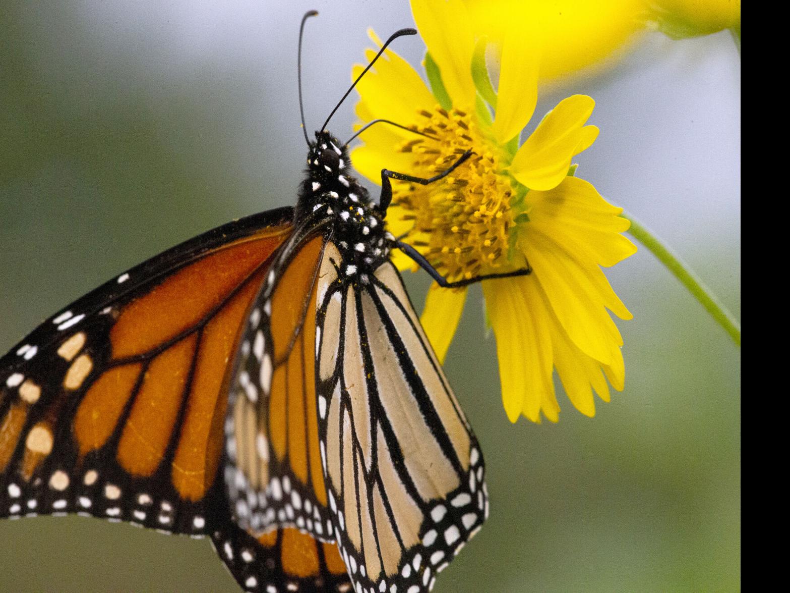Want a monarch butterfly garden? Now's your chance - The San Diego