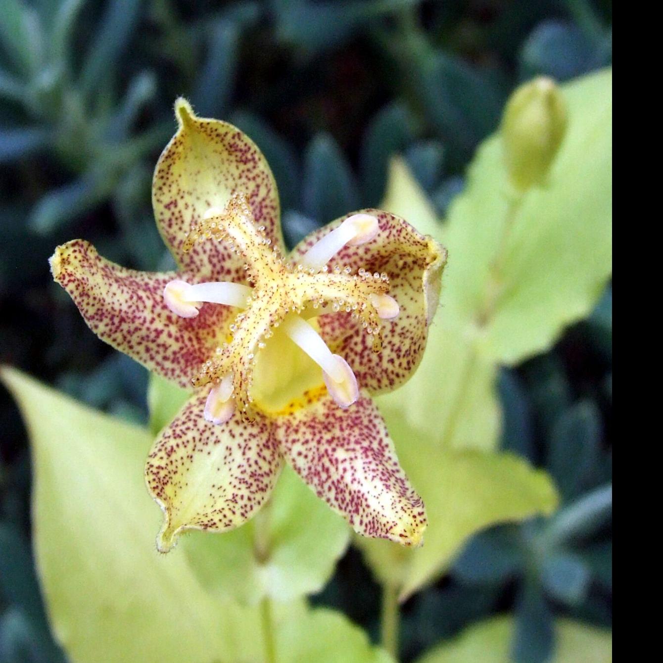Gardening: With October comes the toad lily | Community ...