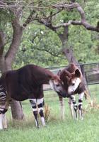 OKC Zoo's okapi is pregnant, due this fall