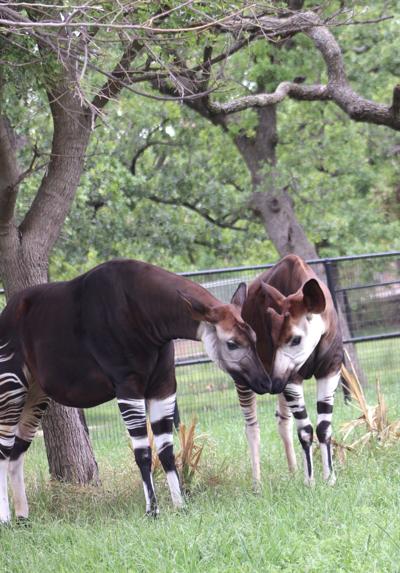 Pregnant okapi