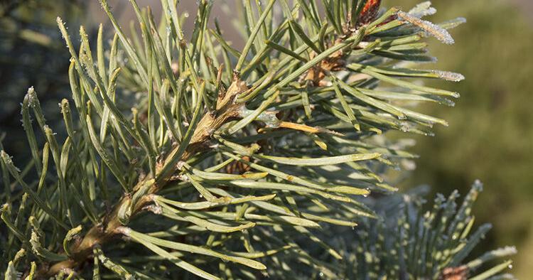 GARDEN COLUMN: Choosing a live Christmas tree