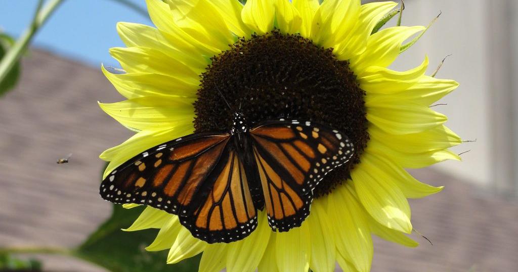 How Norman residents can help endangered monarch butterfly - Vimarsana News