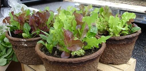 You can grow vegetables in containers