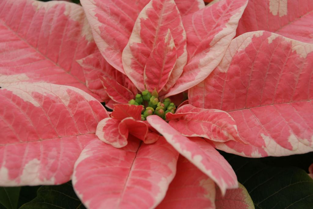 Gardening: Poinsettias for Christmas color | Community ...