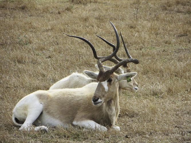 Travel trip gets wild at Turpentine Creek Wildlife Refuge and ...