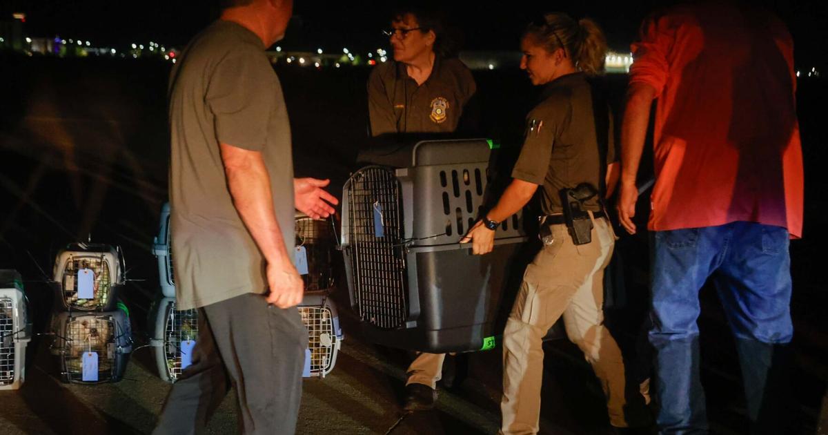 Norman flight marks 50,000 animals transported by Dog Is My CoPilot ...