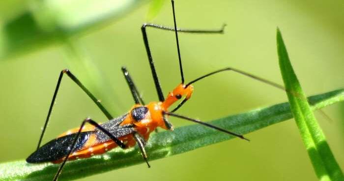GARDEN COLUMN: Do you have “good bugs” in your yard?