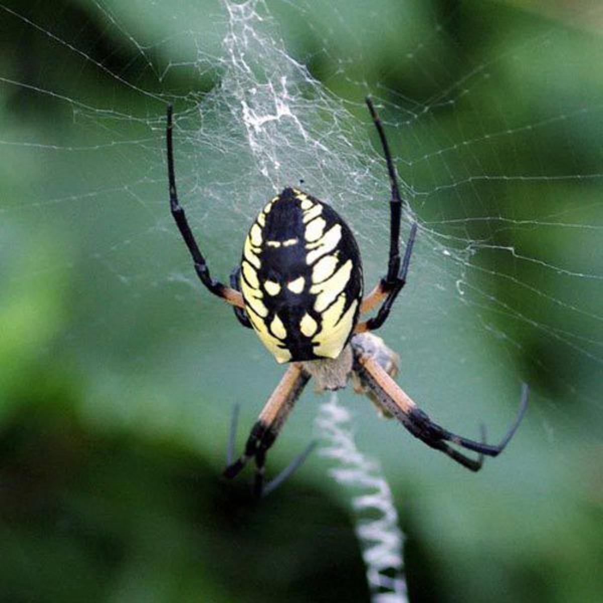 Do You Have Good Bugs In Your Yard Columns Normantranscript Com