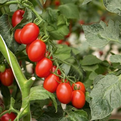 Try some new vegetable varieties | Community ...