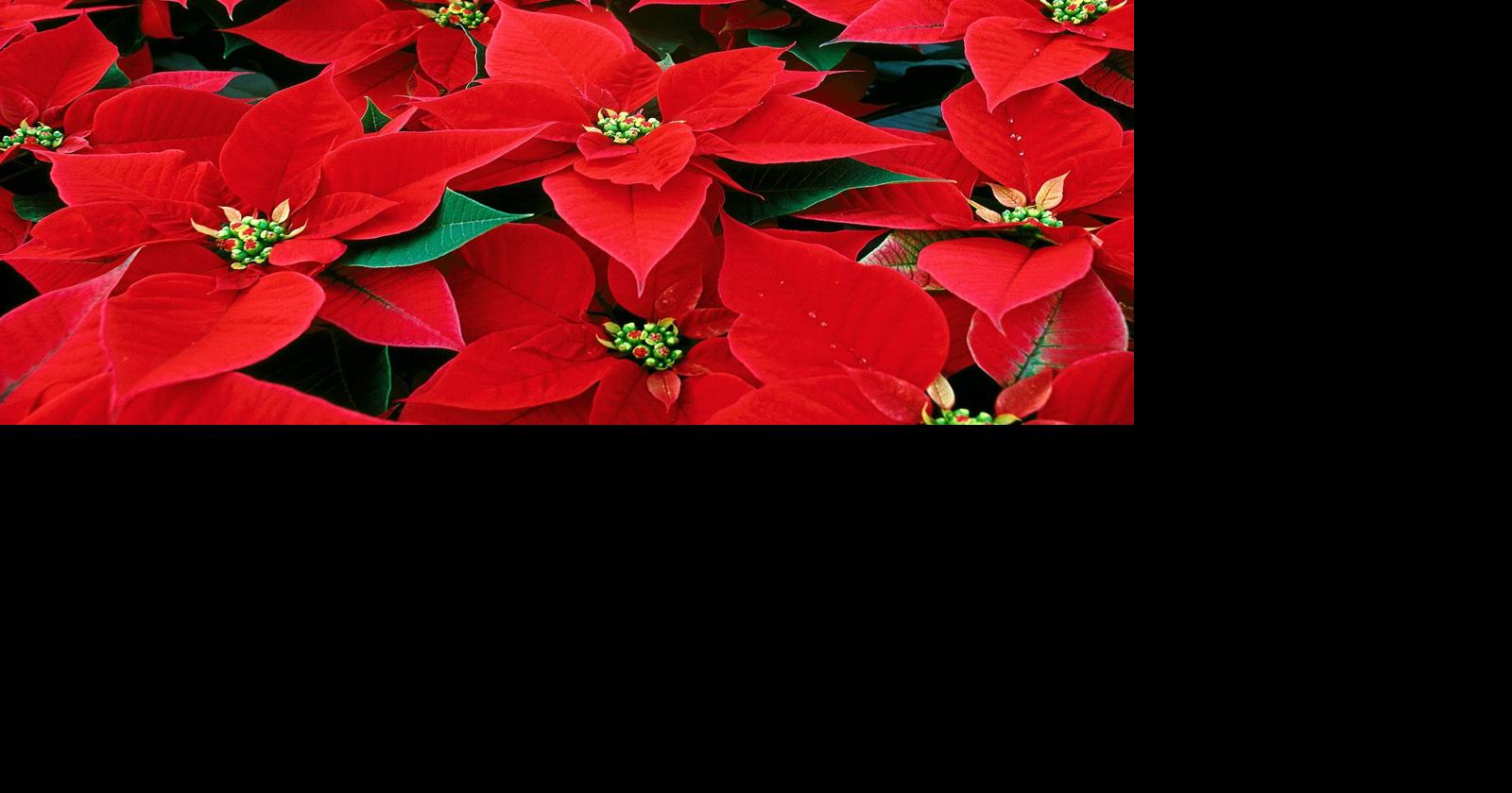 Gardening: Poinsettias for Christmas color | Community