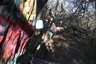Sutton Wilderness vandals
