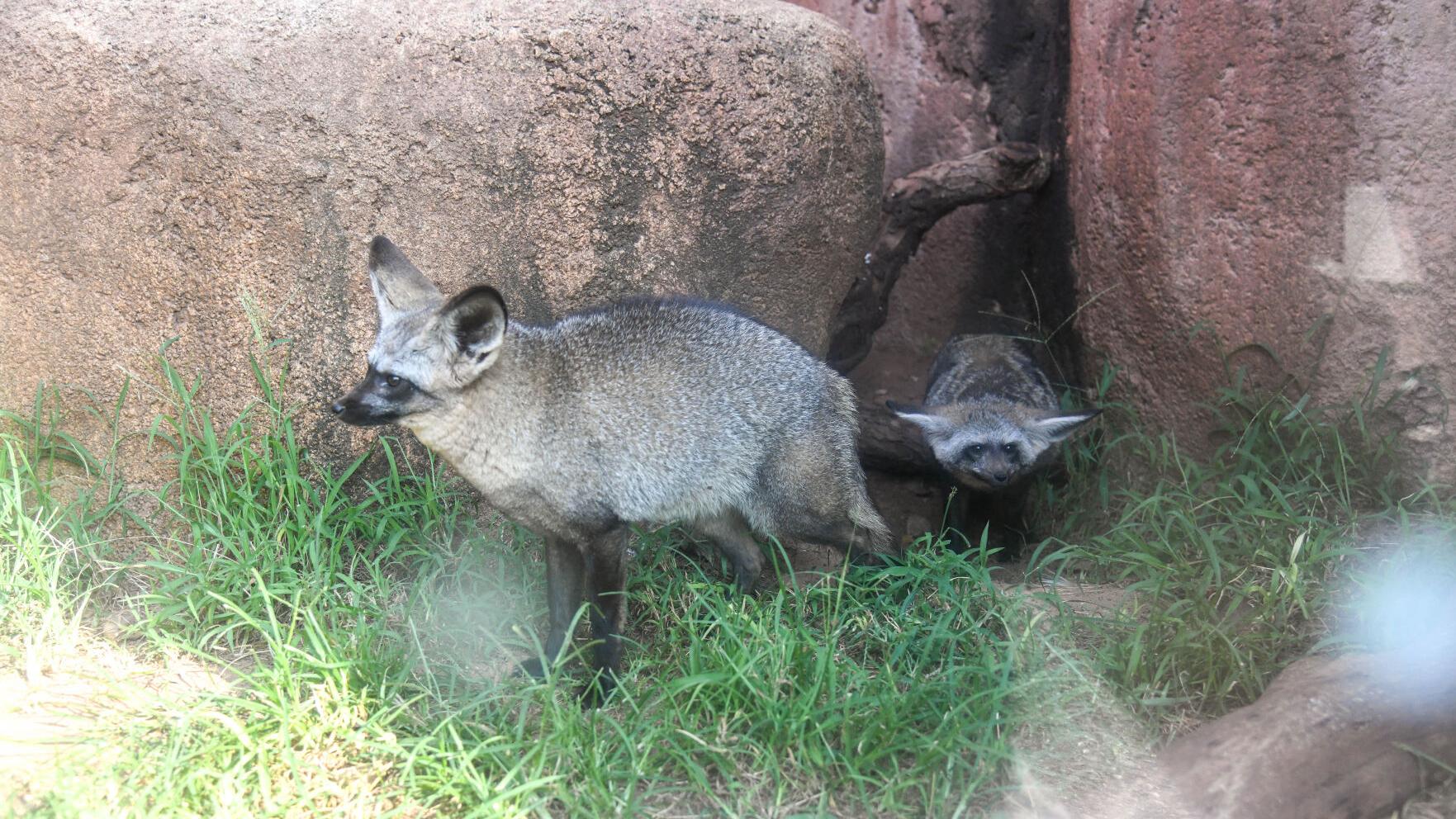 Animals seized from Norman farm find new homes in regional zoos, sanctuaries | News Animals seized from Norman farm find new homes in regional zoos, sanctuaries | News