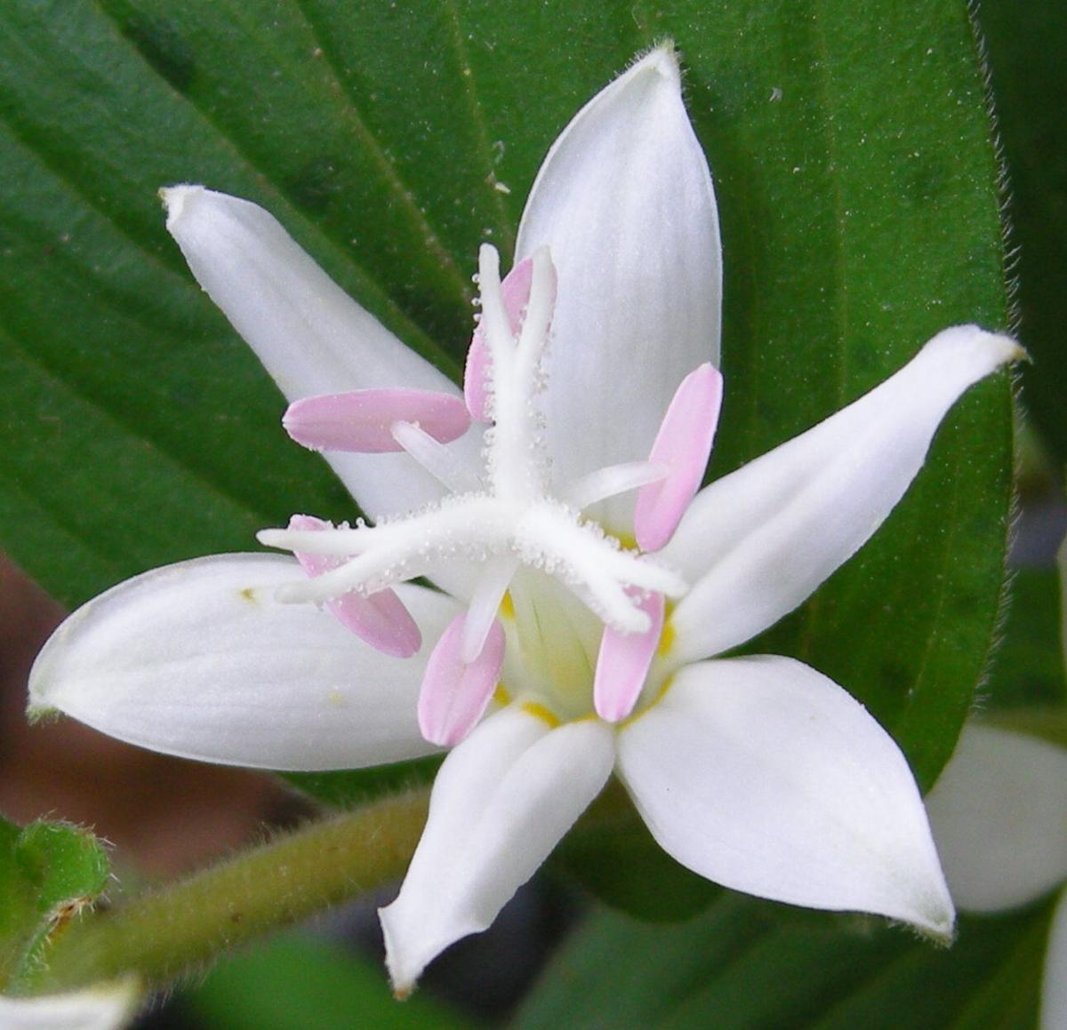 Gardening: With October comes the toad lily | Community ...