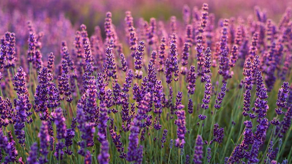 Lavender hedge 🌸 🌿 A fragrant and beautiful addition to your landscape