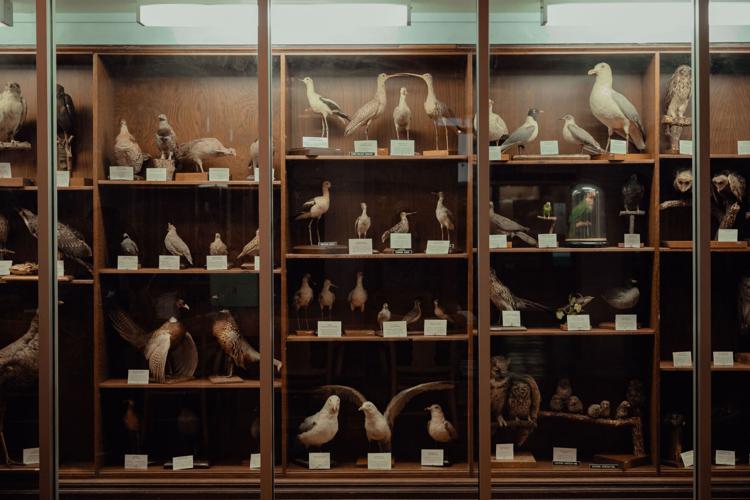 Museum of Natural History in North-Central Oklahoma impacting ...