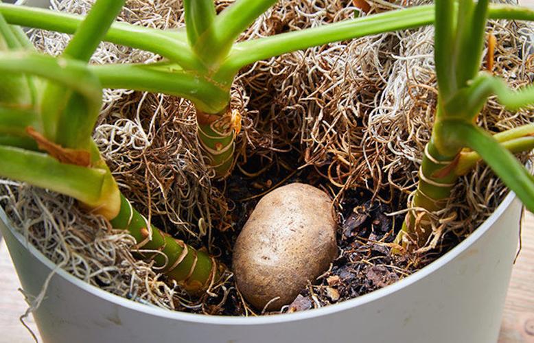 Gnat Management: Get Rid Of Fungus Gnats In Soil