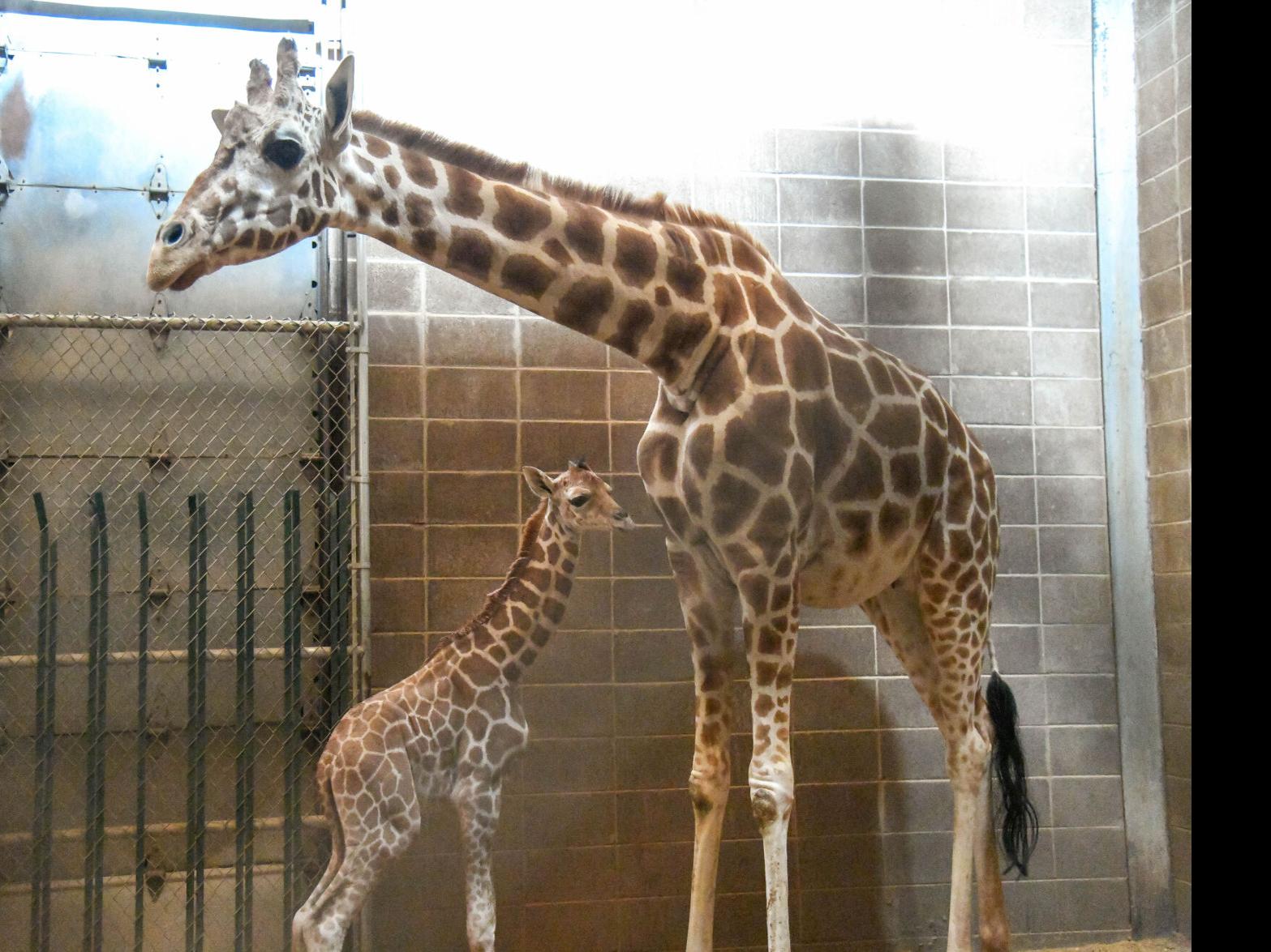 Okc Zoo Announces Birth Of Giraffe Calf News Normantranscript Com