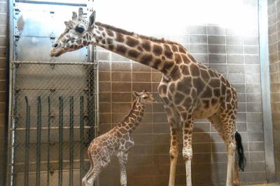 OKC Zoo announces birth of giraffe calf | News ...