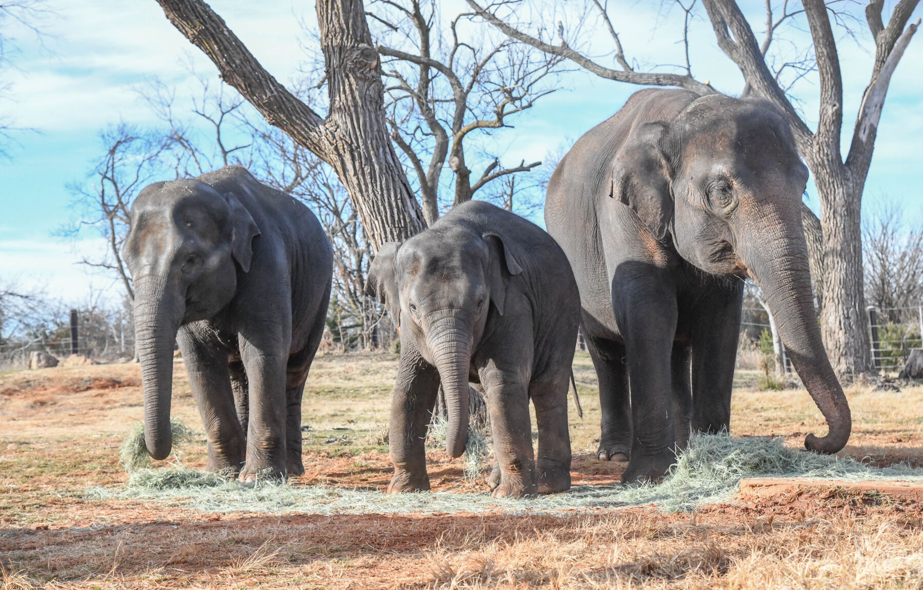 April happenings at the OKC Zoo - Vimarsana News