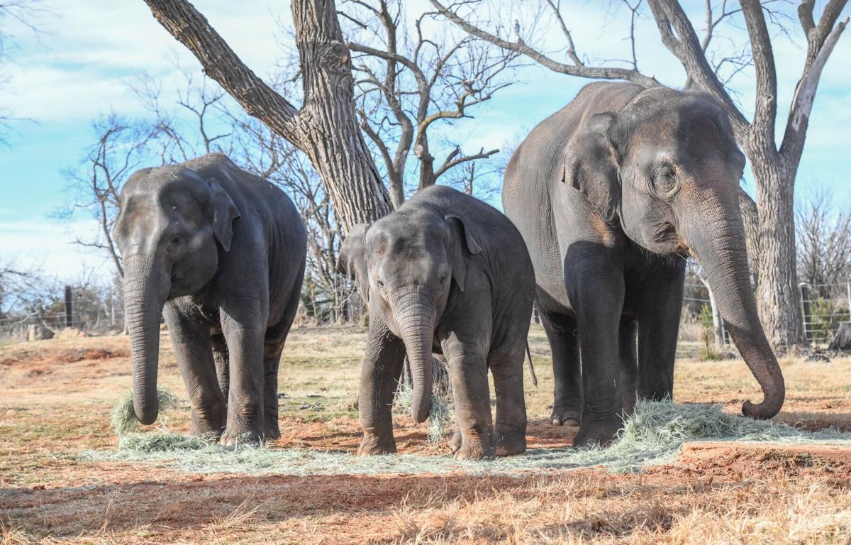 April Happenings At The Okc Zoo News Normantranscript Com