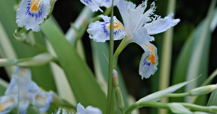 GARDEN COLUMN: Colorful irises are easy to grow
