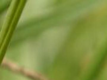 6 Common Garden Pests To Look Out For Community Normantranscript Com