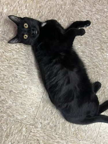 Oklahoman classifieds hot sale pets