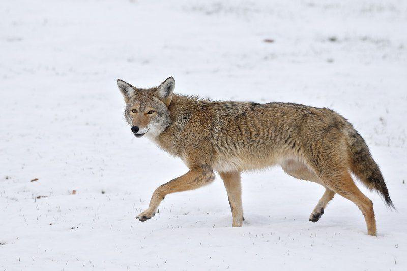 lawmaker-pitches-nocturnal-coyote-hunting-legislation-government
