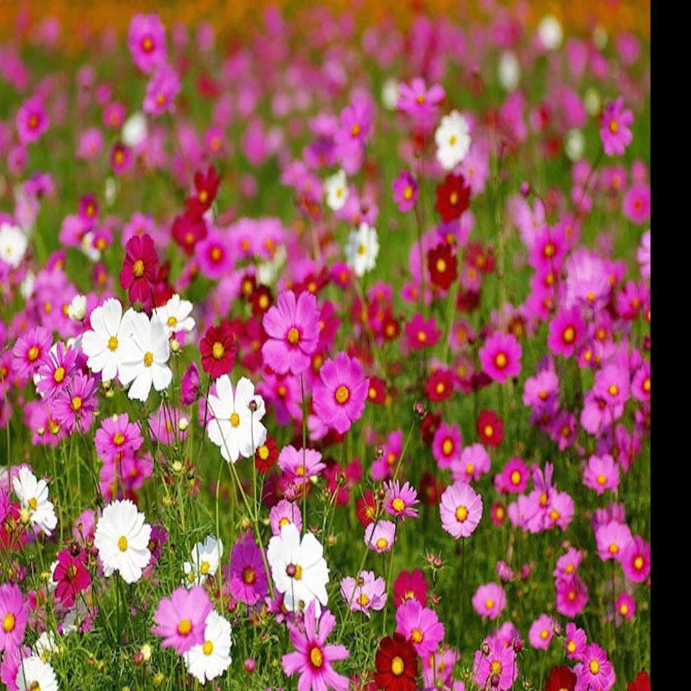 Garden column: Ten low-maintenance plants you can't kill ...