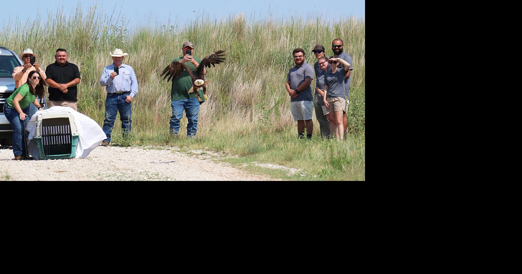 Bald eagle found injured in Grant County released after rehab
