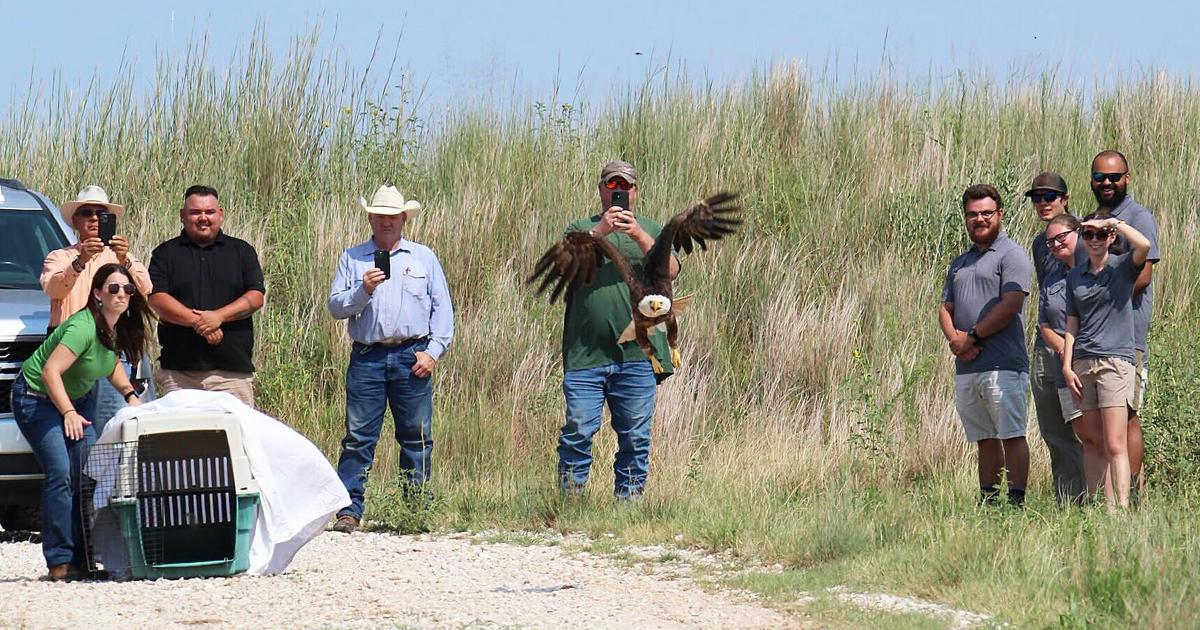 Bald eagle found injured in Grant County released after rehab