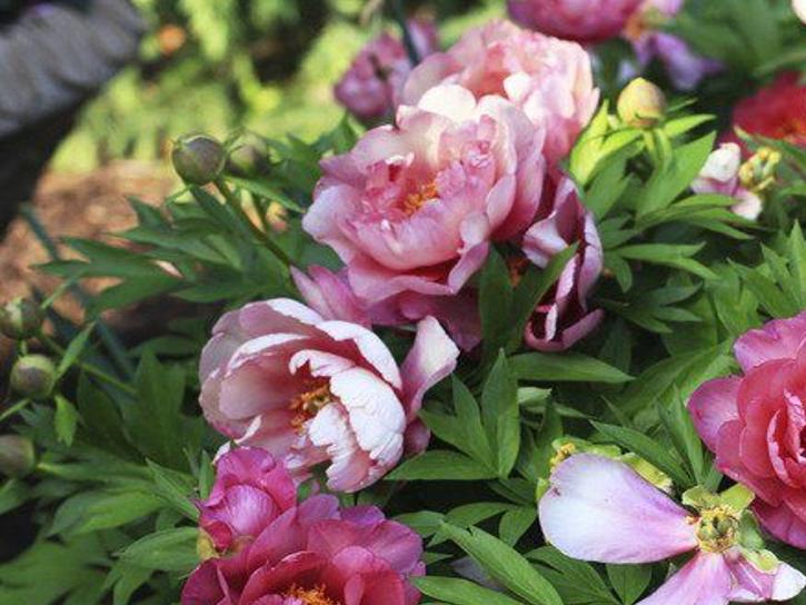 Southern Peony: 2016 First Intersectional Peony Seeds!