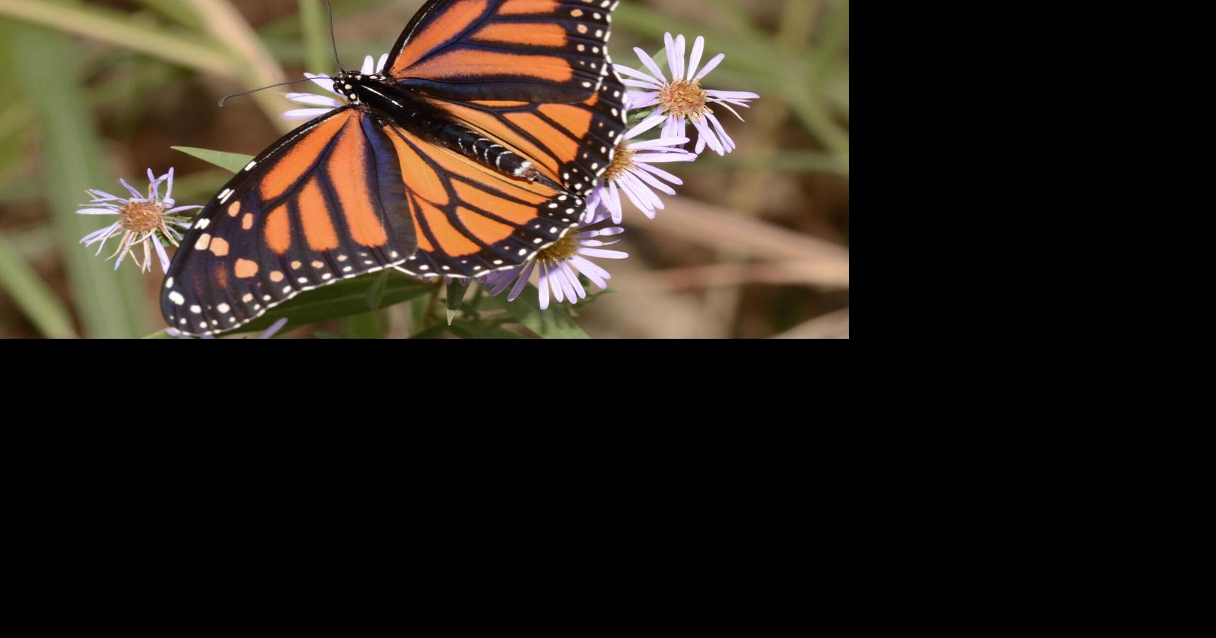 Randy's Natural World: They're migrating ... again
