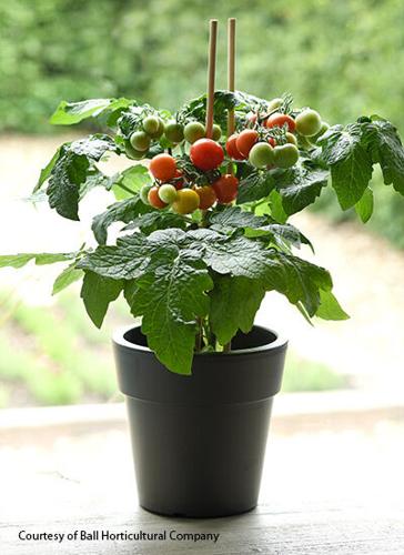 Try some new vegetable varieties | Community ...