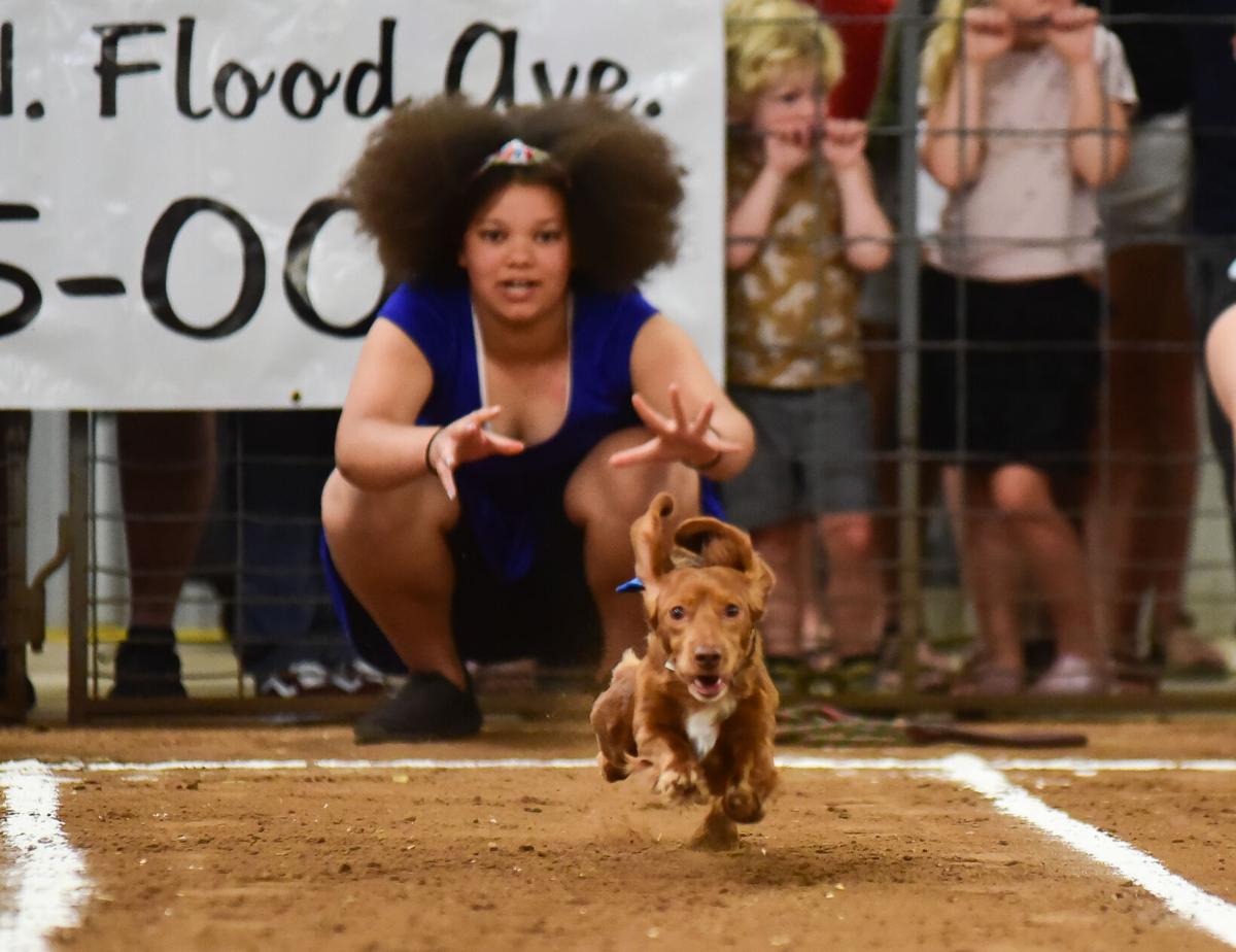 Wiener Dog Race