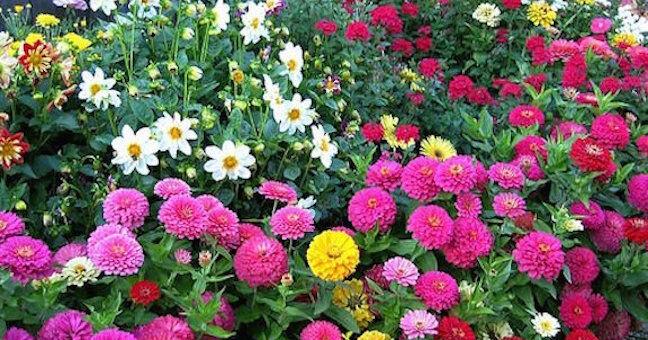 GARDEN COLUMN: Seed catalogs help experienced gardeners, too