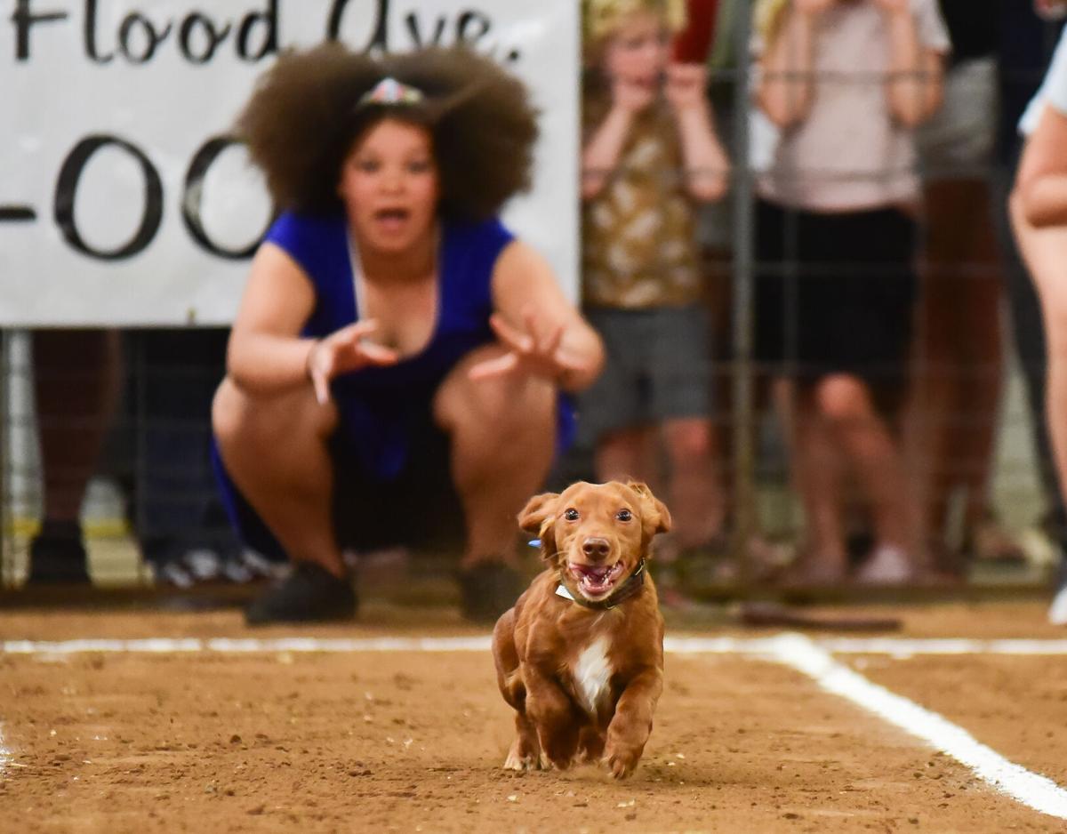 Wiener Dog Race