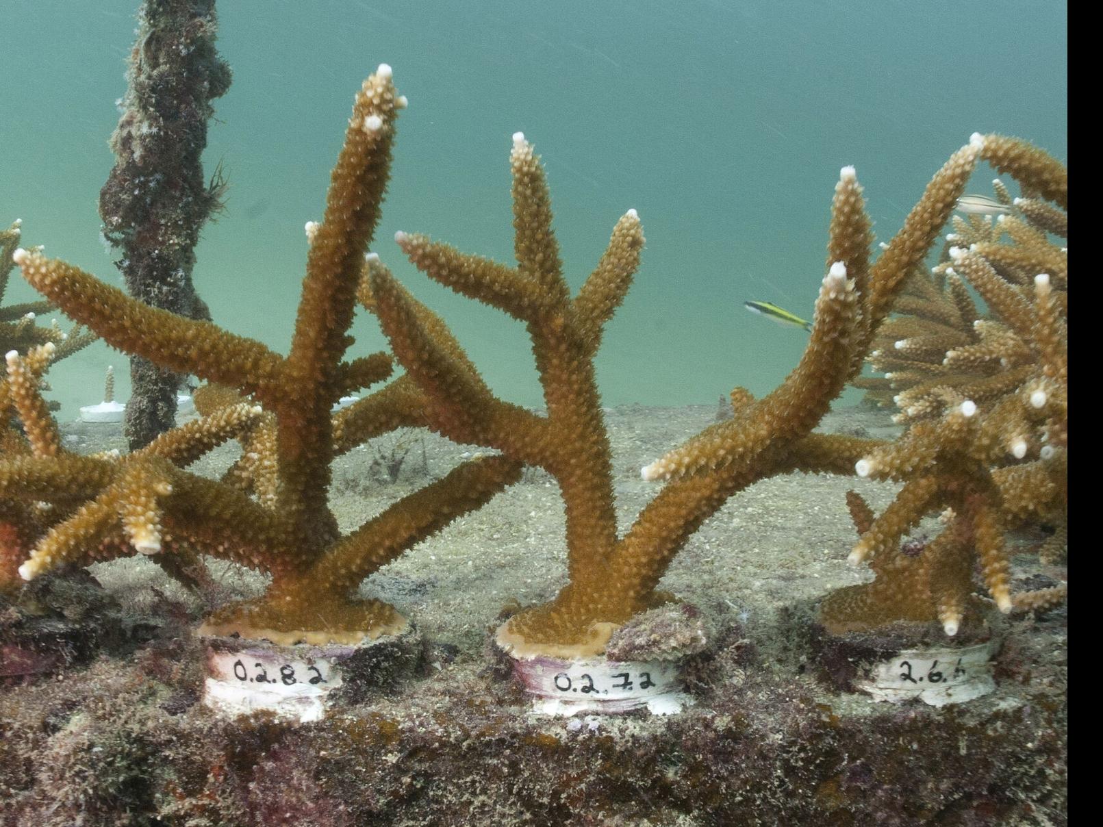 Staghorn Coral - Animals Affected by Climate Change
