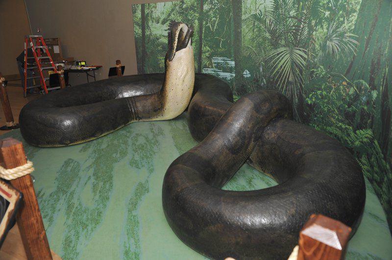 Titanoboa Slithers Into Sam Noble Exhibit University Of Oklahoma Normantranscript Com