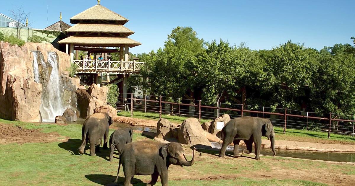 OKC Zoo to present free of charge admission to military services associates this thirty day period | Community OKC Zoo to present free of charge admission to military services associates this thirty day period | Community