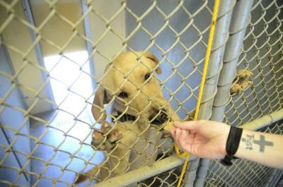 Adoption event to celebrate shelter's high save rate | News ...