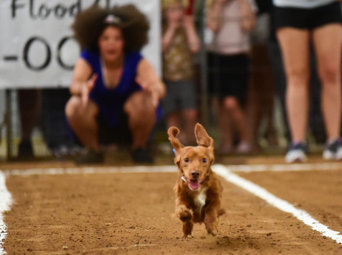 Wiener Dog Race