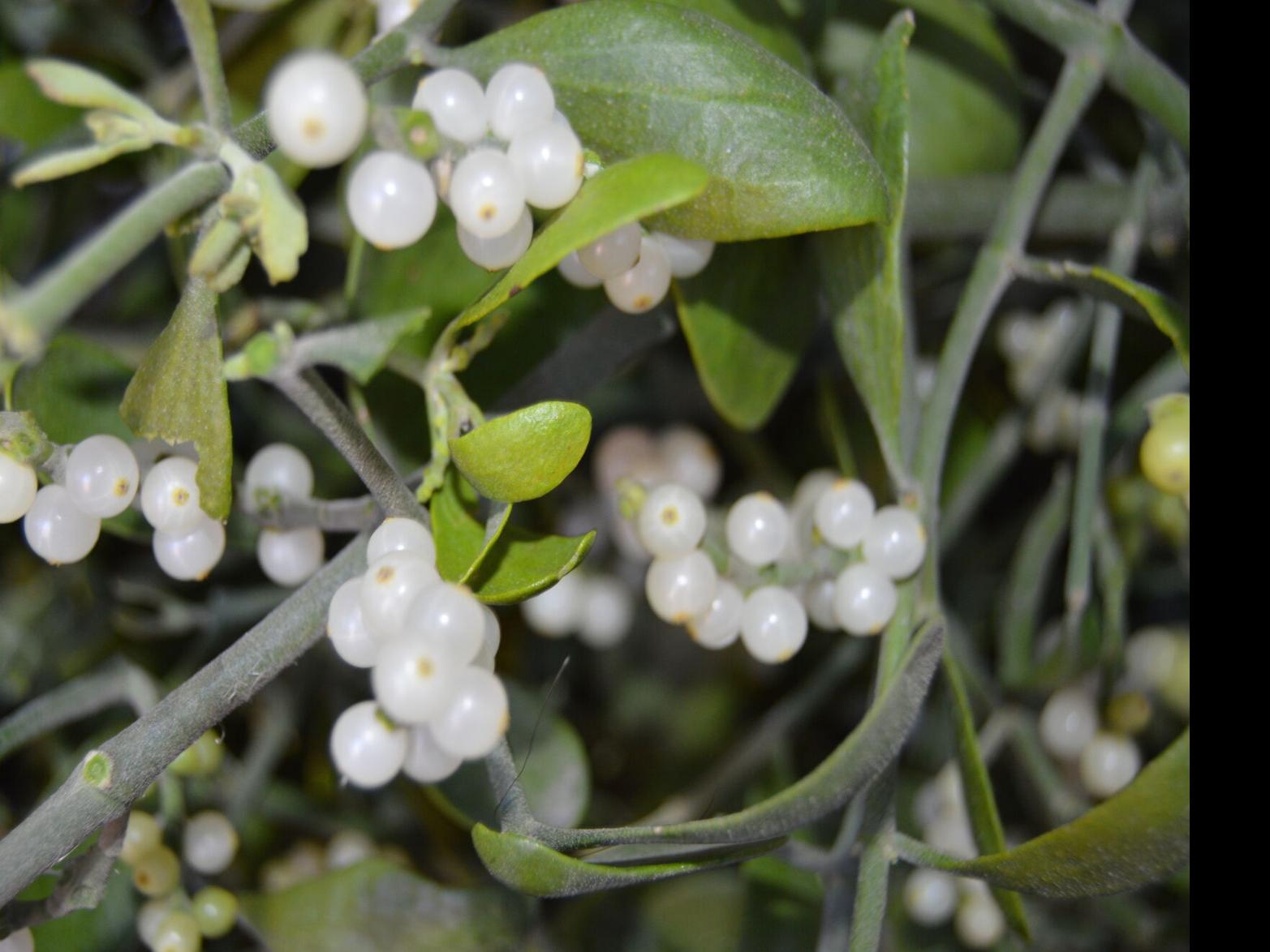 The legend of mistletoe | Community | normantranscript.com