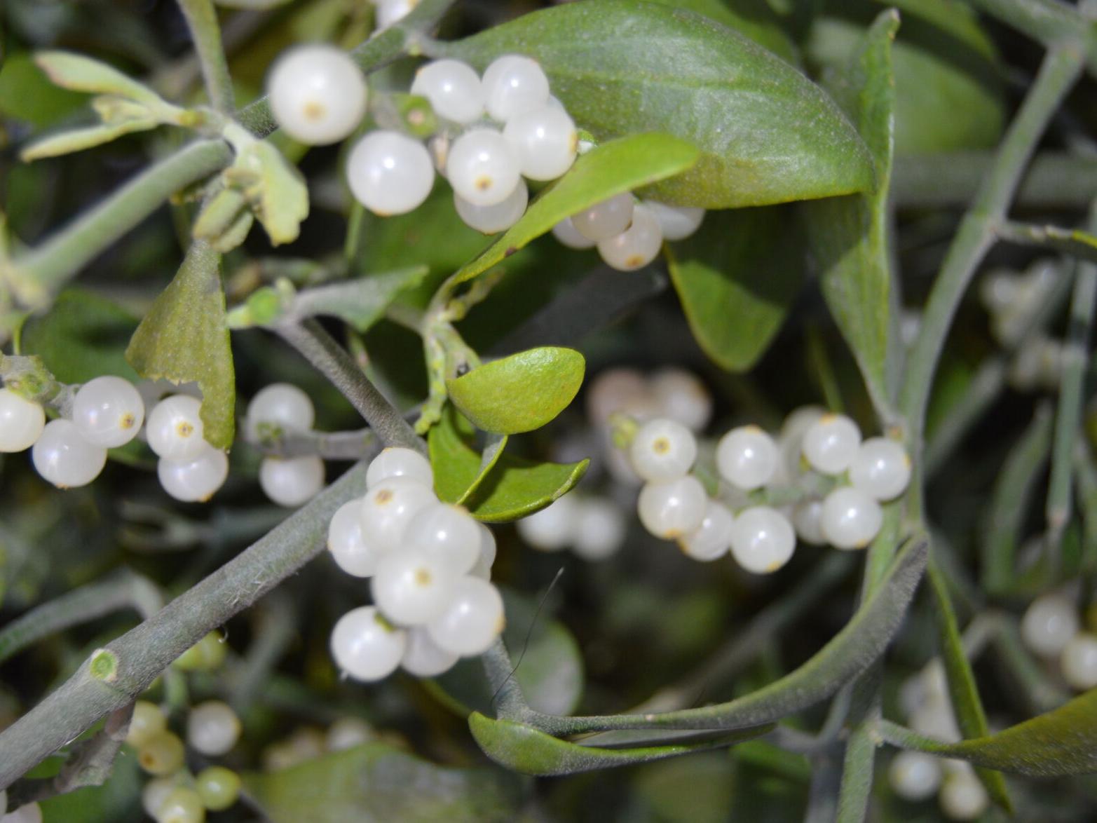 The legend of mistletoe | Community | normantranscript.com