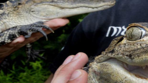 Extremely Docile Gator Caught In N H Pond Normantranscript Com